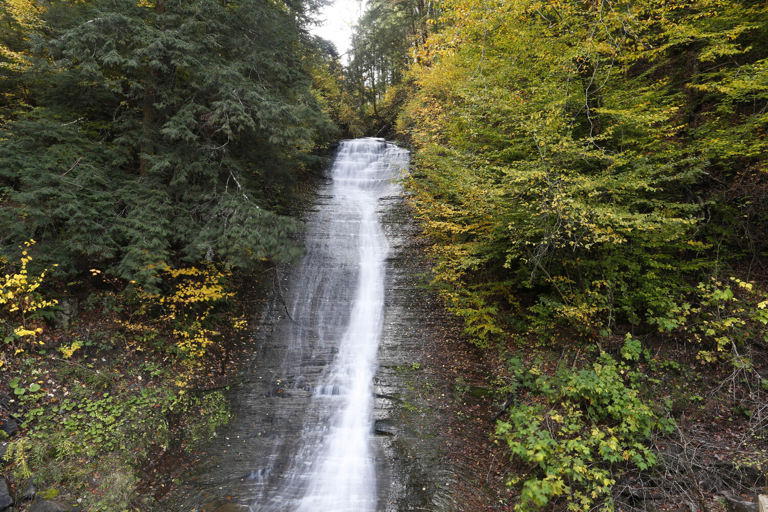 Fall foliage